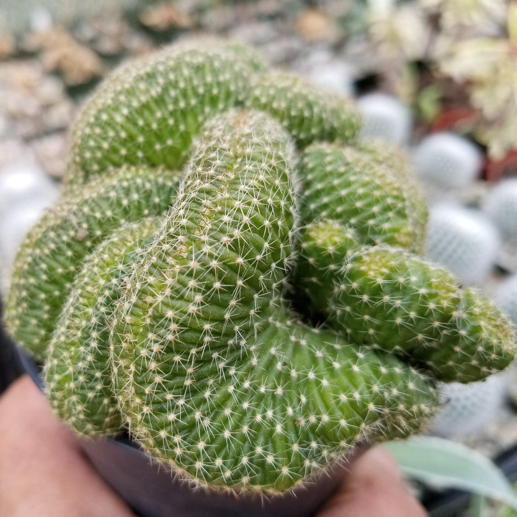 Echinopsis minima cristata