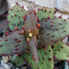 Aloe castilloniae