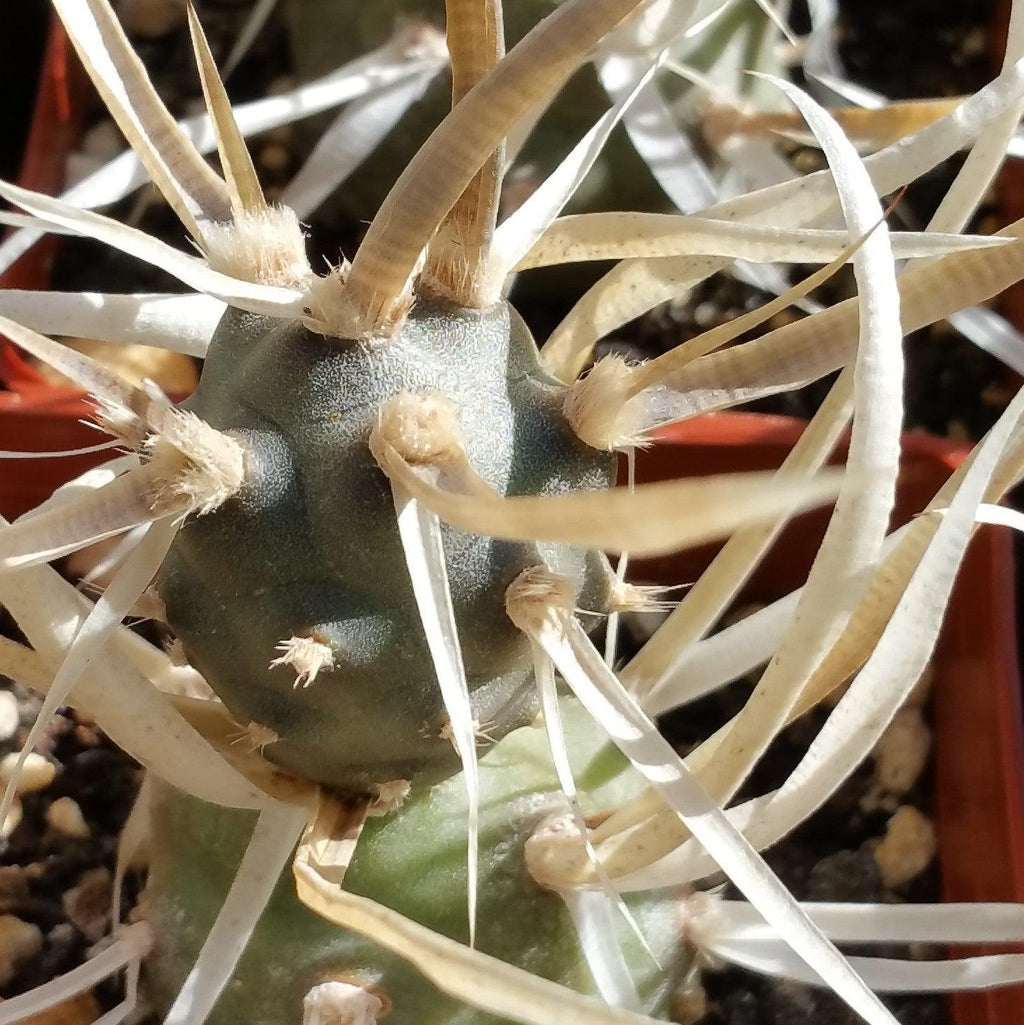 Tephrocactus articulatus v. papyracantus