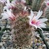 Mammillaria fraileana