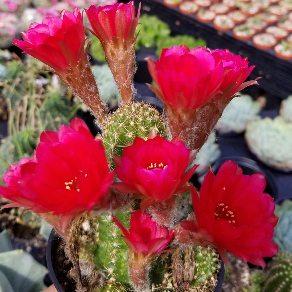 Echinopsis Rose Quartz