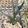 Saw Leaf Agave - Agave xylonocantha &