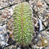 Trichocereus thelegonus Cristata