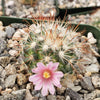 Mammillaria moelleriana