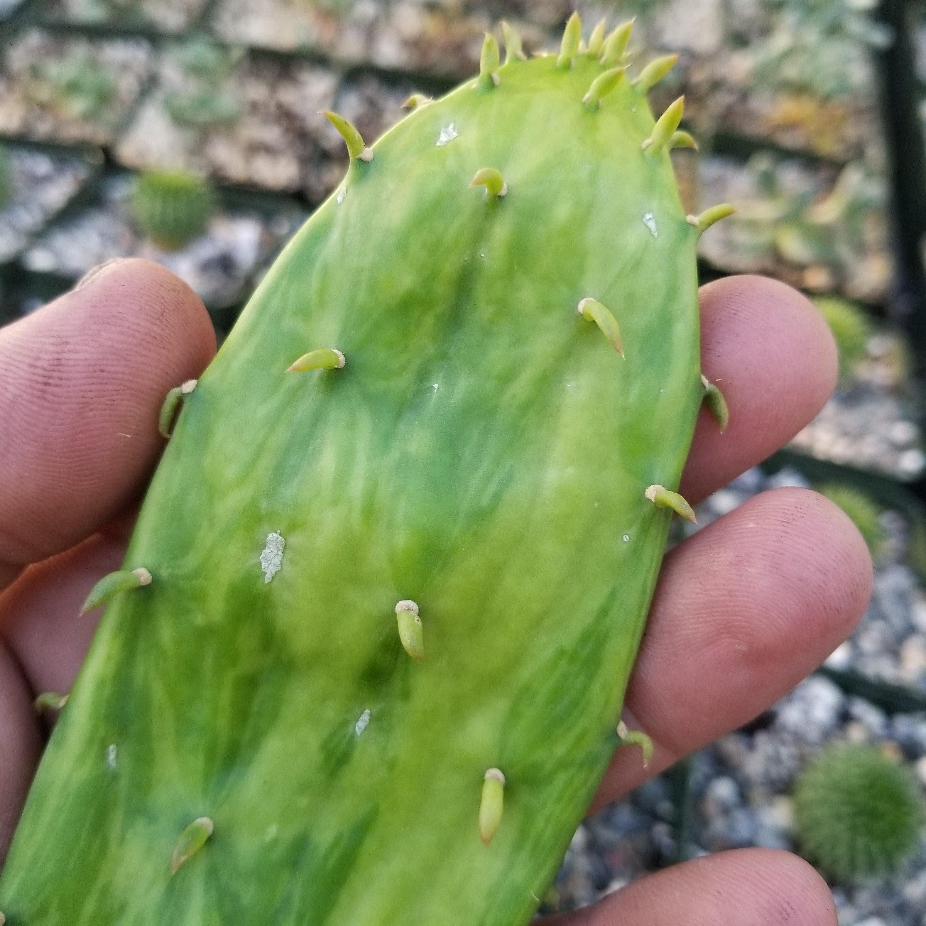 Opuntia stardust pad cutting