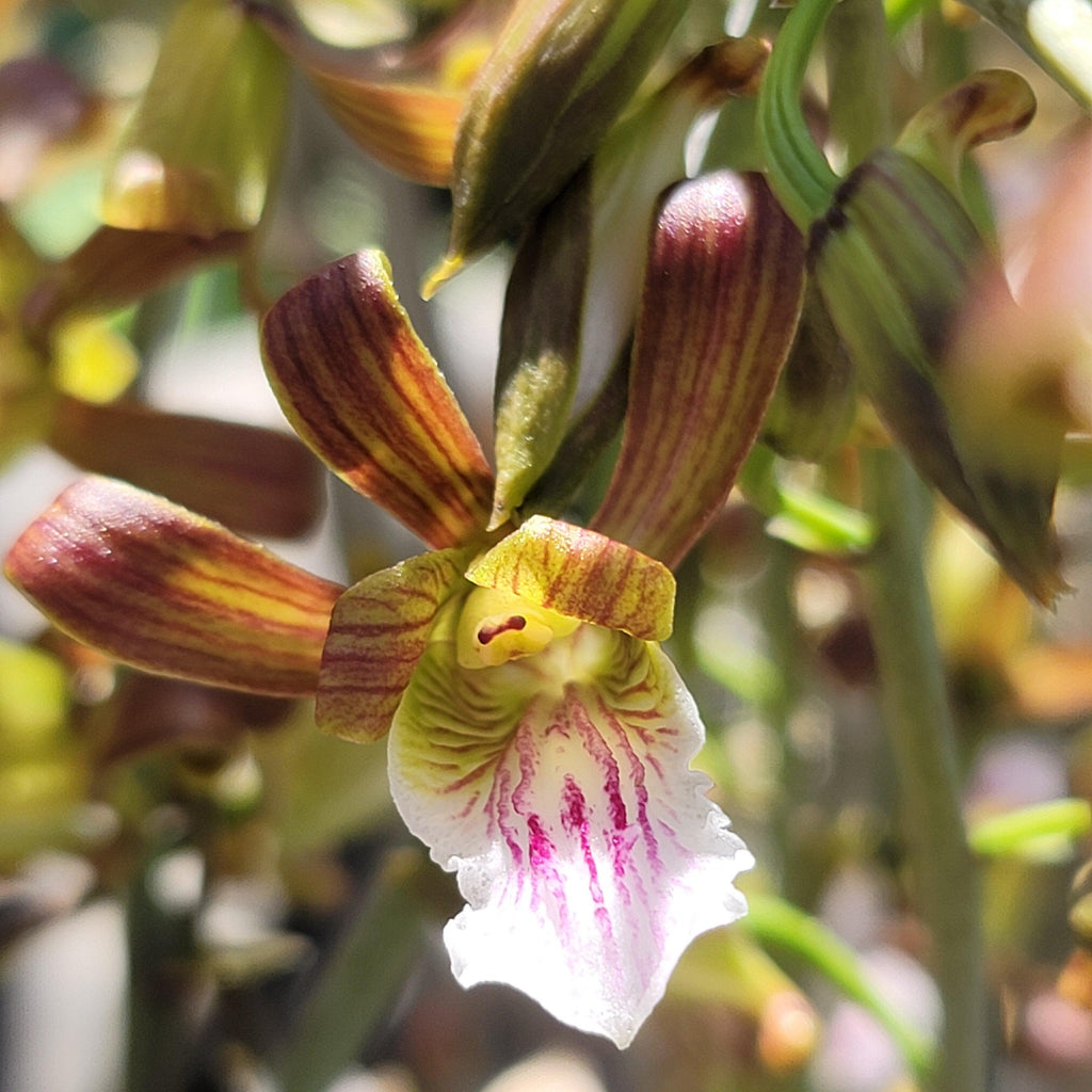Eulophia petersii Desert Orchid Large