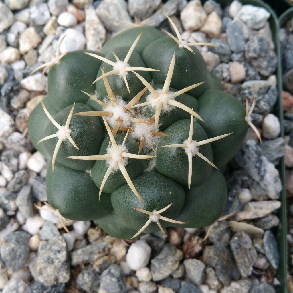Coryphantha elephantidens