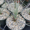 Desert Spoon Plant ‘Dasylirion wheeleri’