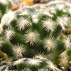 Mammillaria saboae haudeana