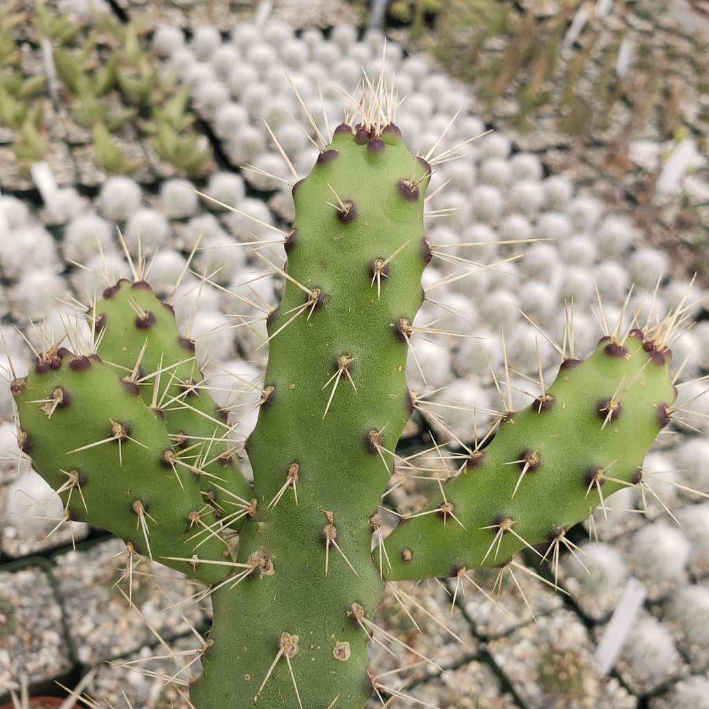 Opuntia consolea falcata