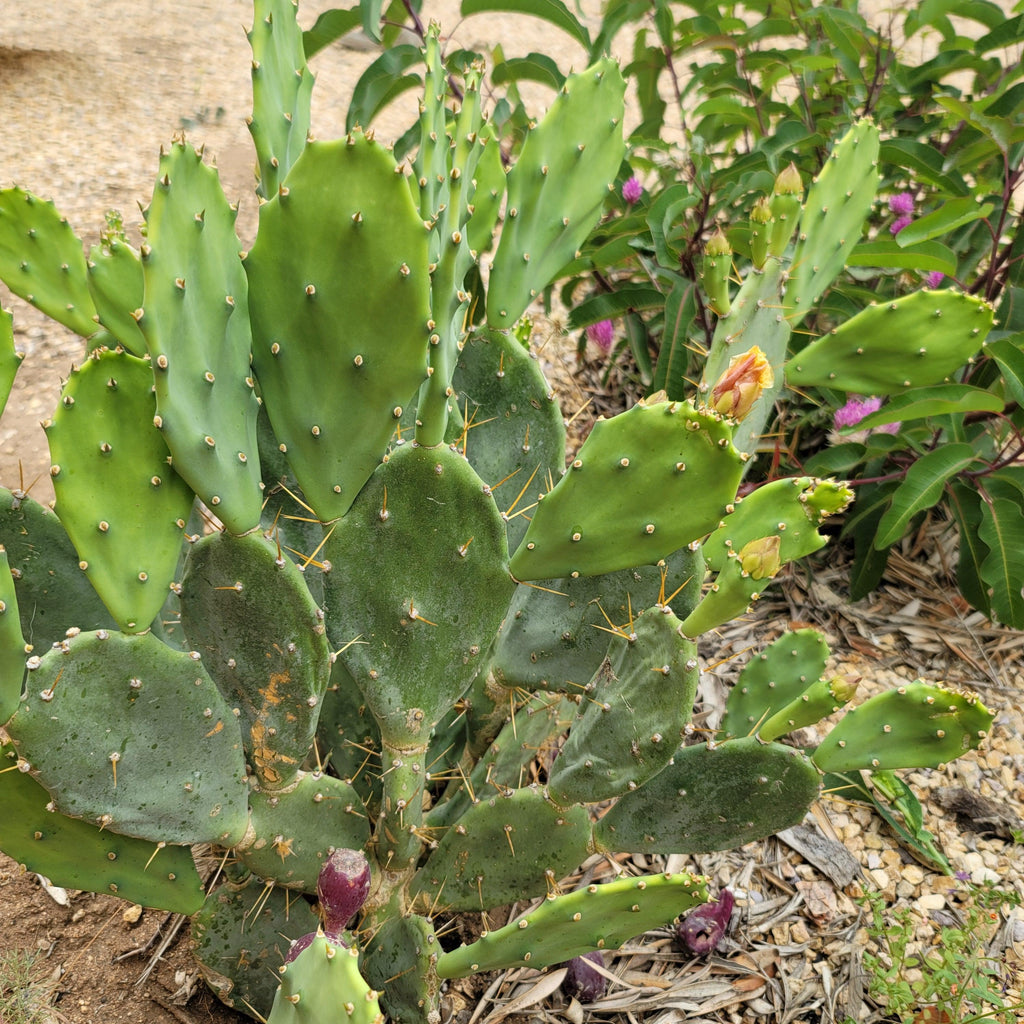 Opuntia Desert Ace Pad
