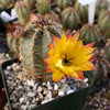 Echinocereus ochoterenae