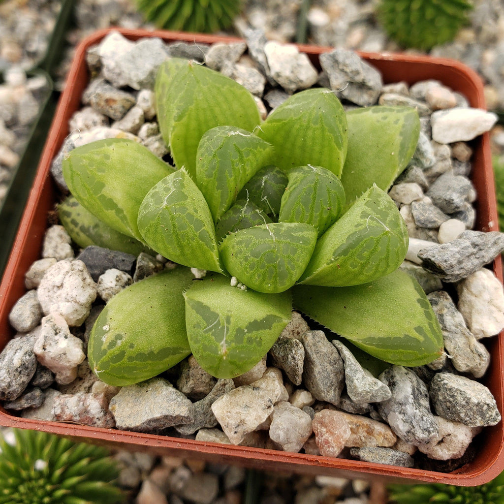 Haworthia obtusa
