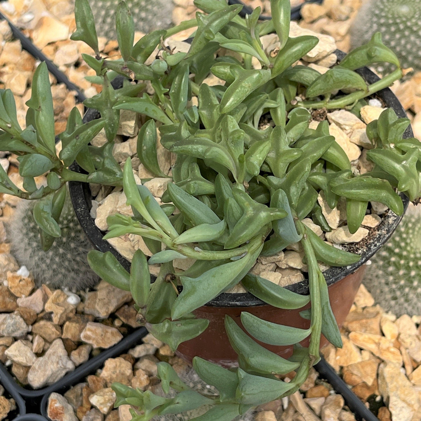 dolphin succulents where to buy Buy 'String of Dolphins - Senecio peregrinus' Care and Info