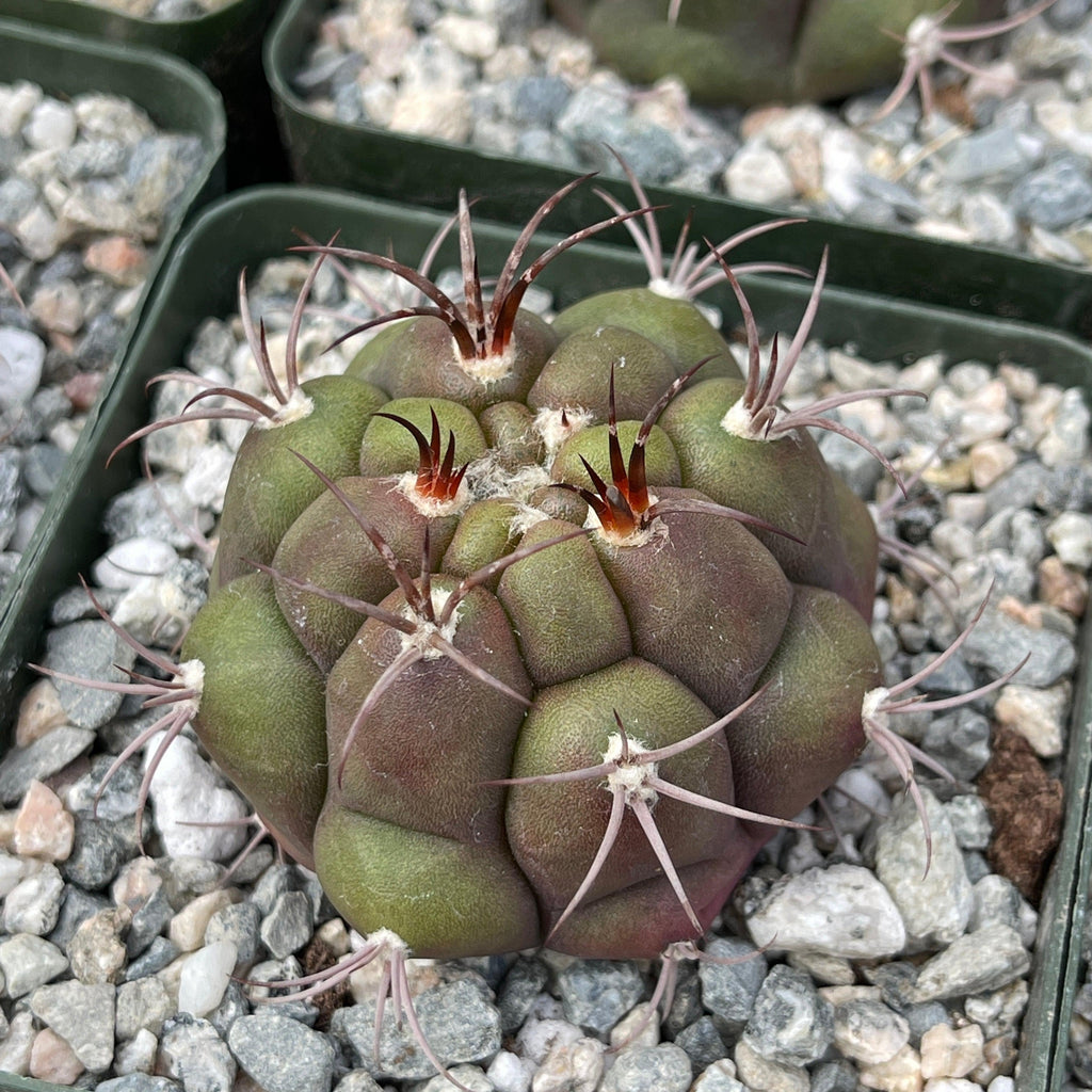 Gymnocalycium marquezii