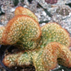 Mammillaria elongata cristata copper king