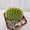 Opuntia microdasys Bunny Ears cutting