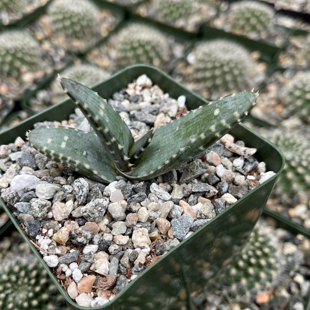 Aloe pearsonii