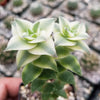 Crassula Perforata Variegata