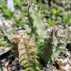 Huernia saudi arabica