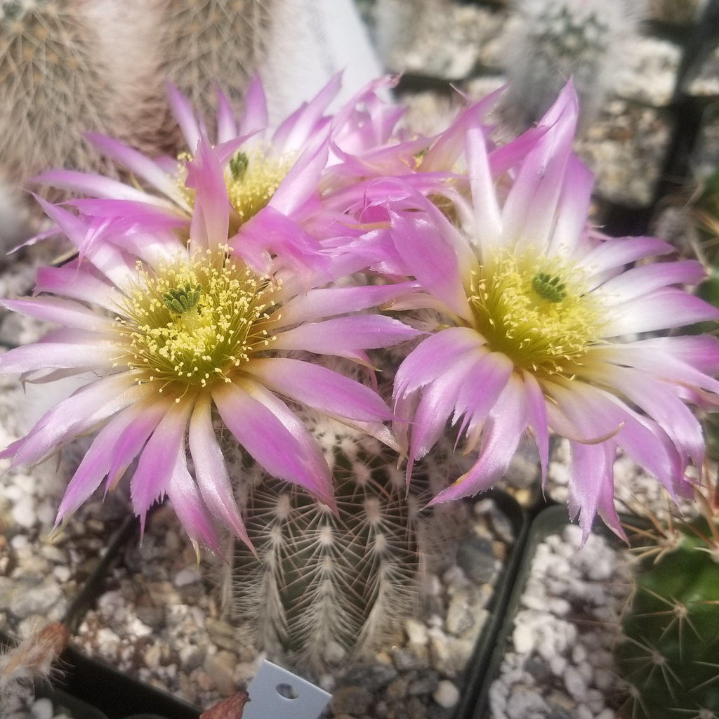 Echinocereus reichenbachii albispinus