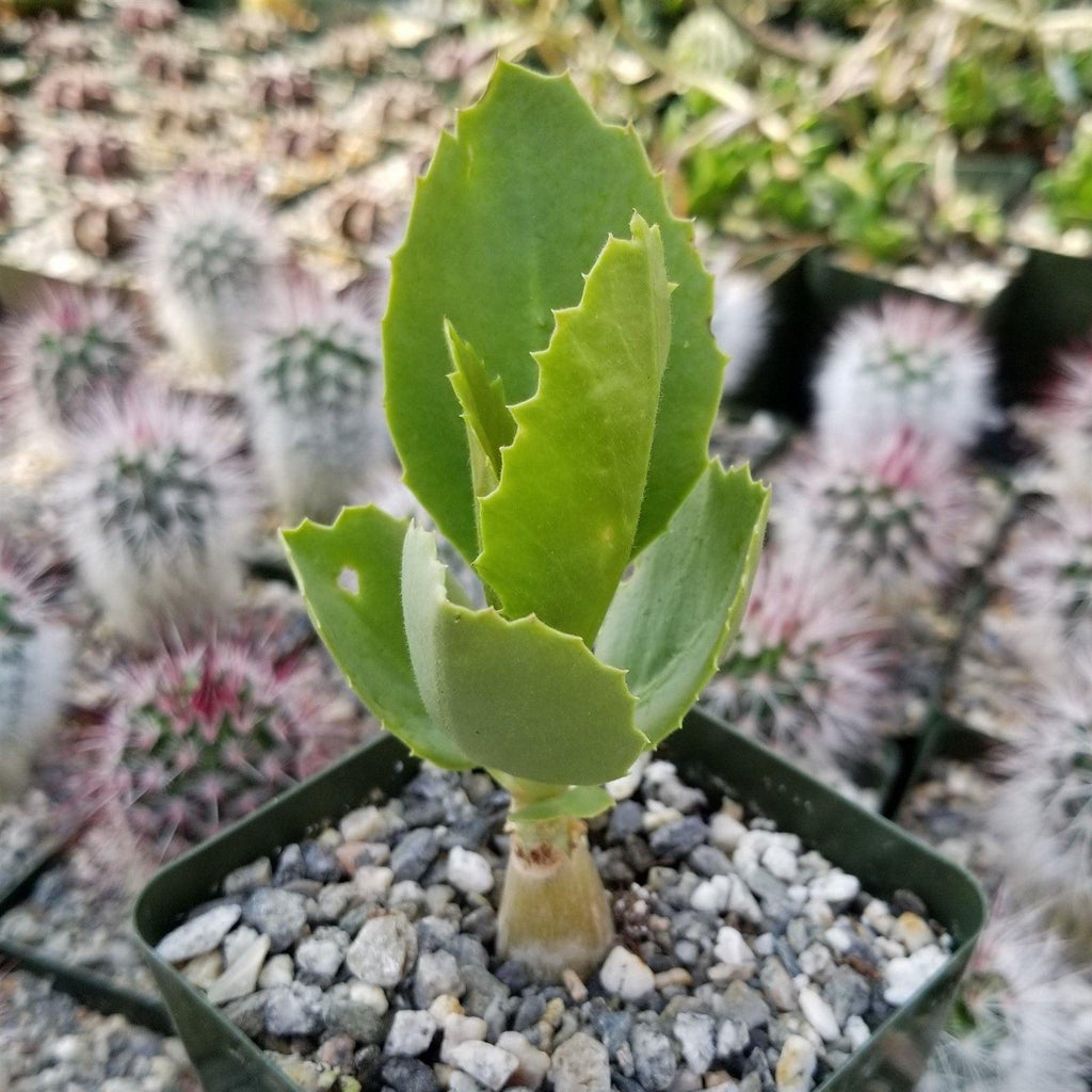 Cyphostemma cirrhosum