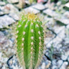 Golden Torch Cactus - Trichocereus spachianus