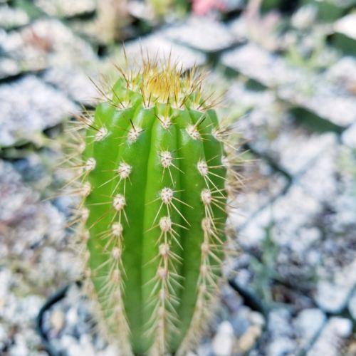 Golden Torch Cactus - Trichocereus spachianus