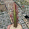 African Milk Tree - Euphorbia trigona &