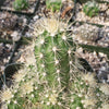 Echinocereus sanpedroensis