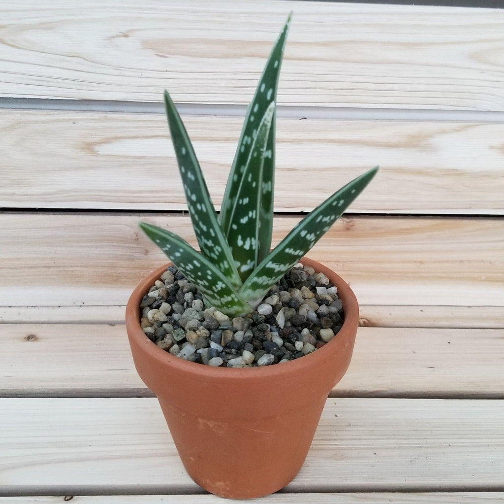 DIY Succulent terracotta 3.5" pot kit