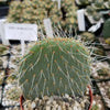 Opuntia pilifera