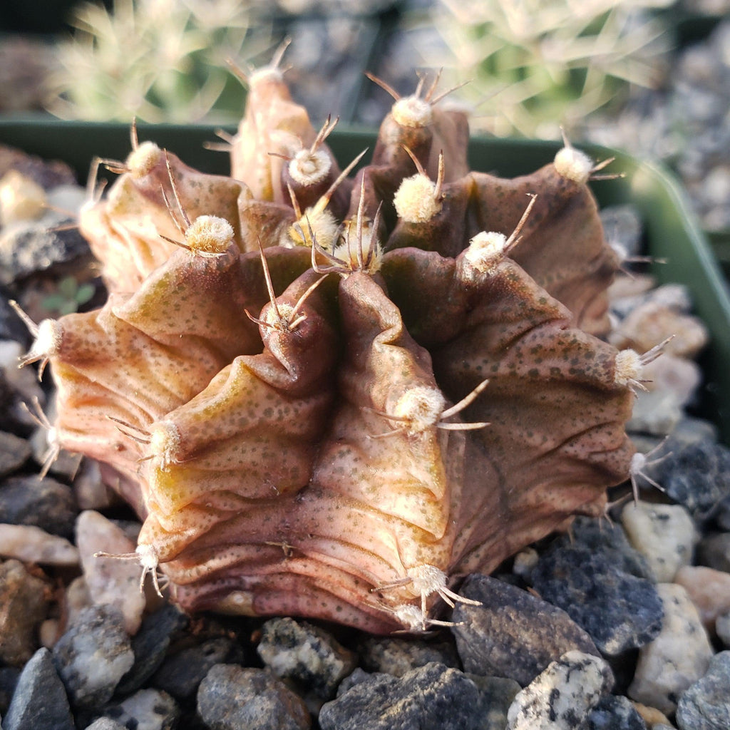 Gymnocalycium stenogonum