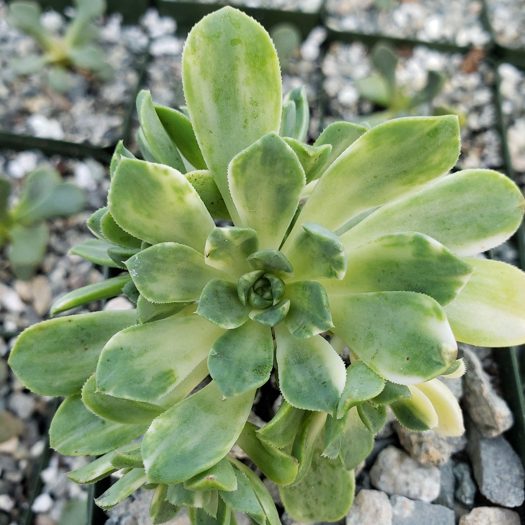 Aeonium castello paivae variegata Suncup
