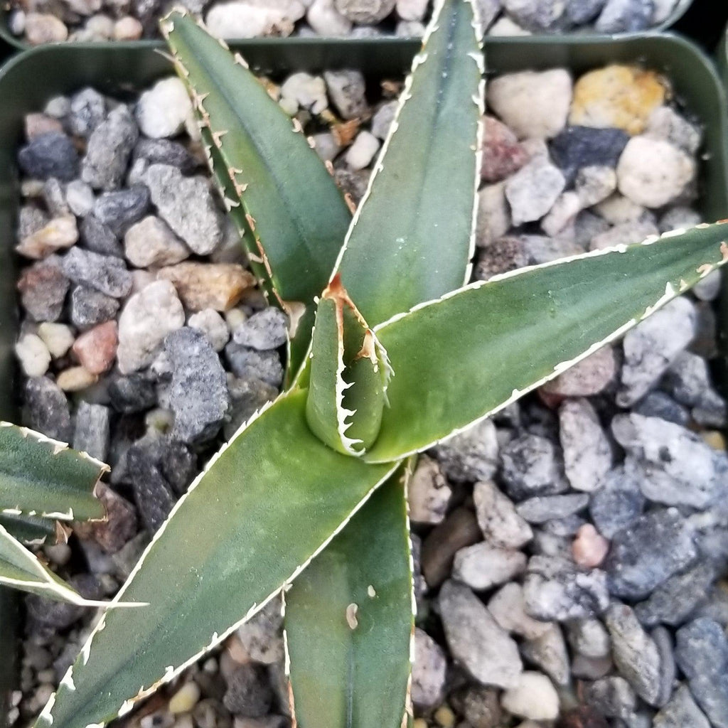 Agave triangularis Large