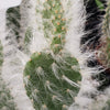 Opuntia Snow Fuzzy cutting