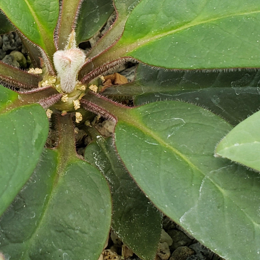 Eupforbia ankarensis