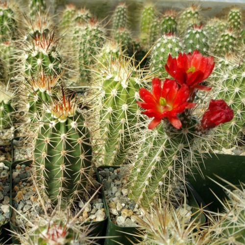 Echinocereus pacificus