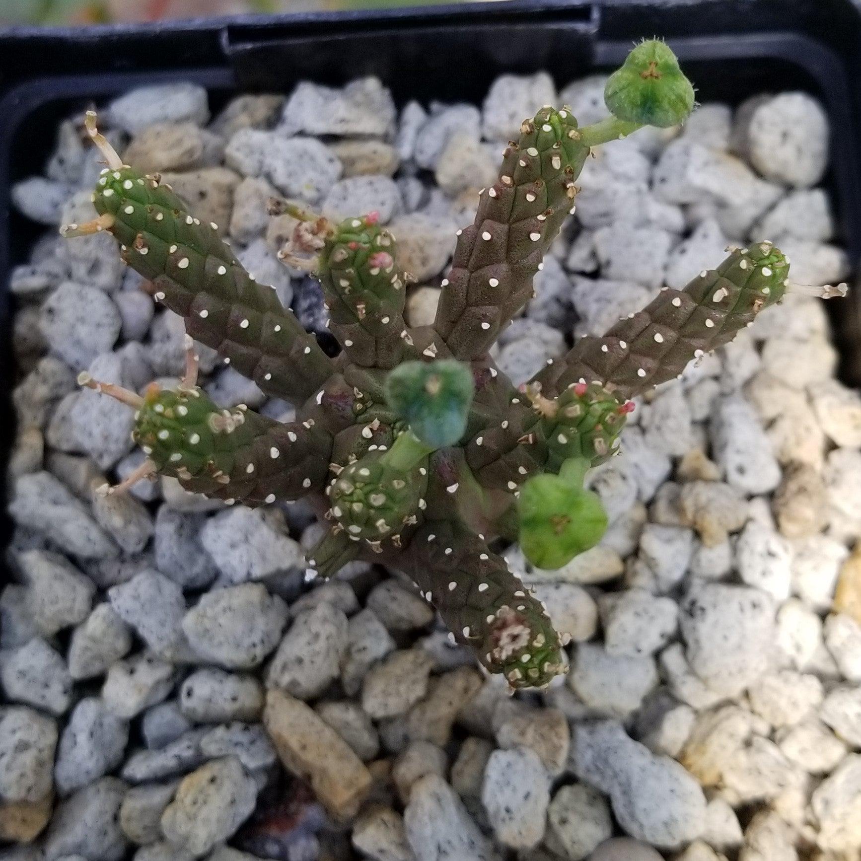 Euphorbia gamkaensis