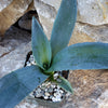 Century Plant - Agave Americana