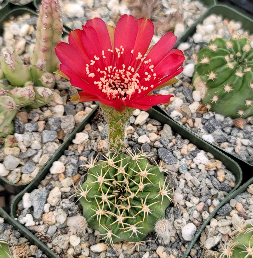 Lobivia pojoensis grandiflora