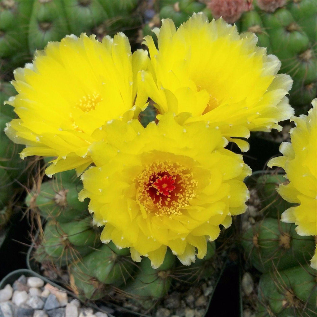 Notocactus ottonis wigginsia nothohorstii