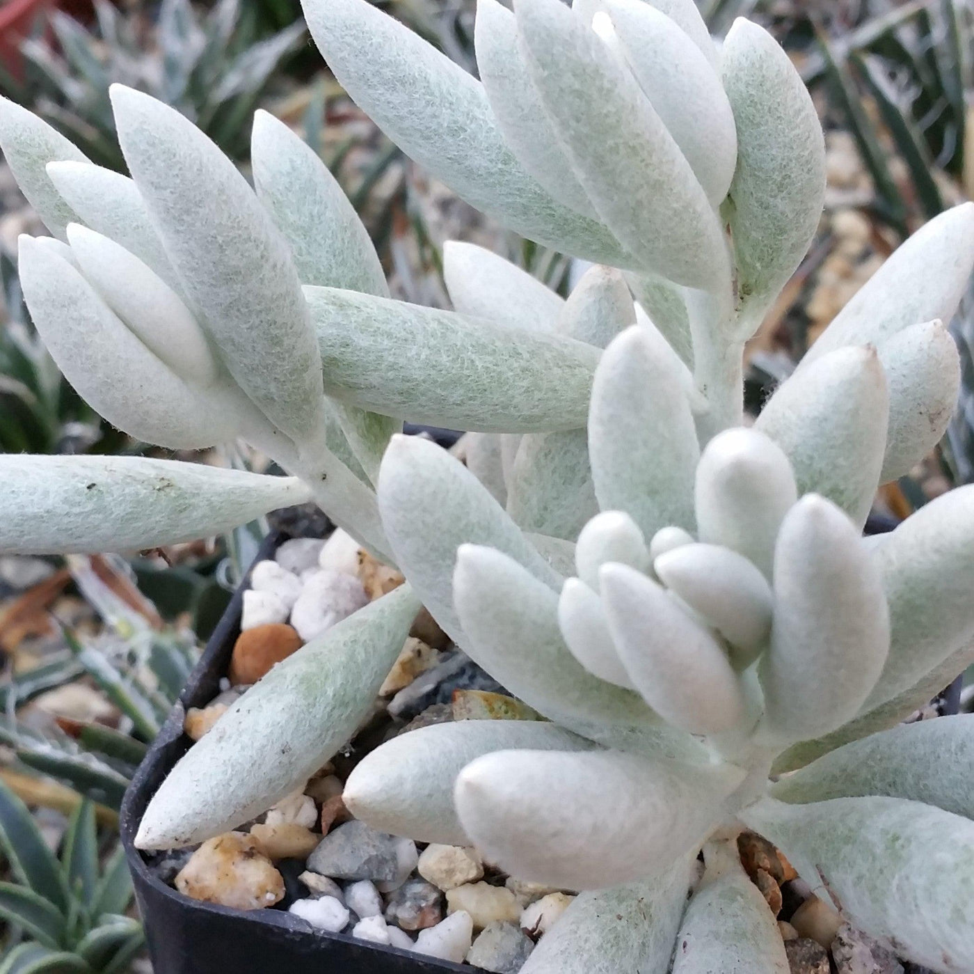 wooly succulent Cocoon Plant, Woolly Senecio