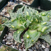 Faucaria tuberculosa soto