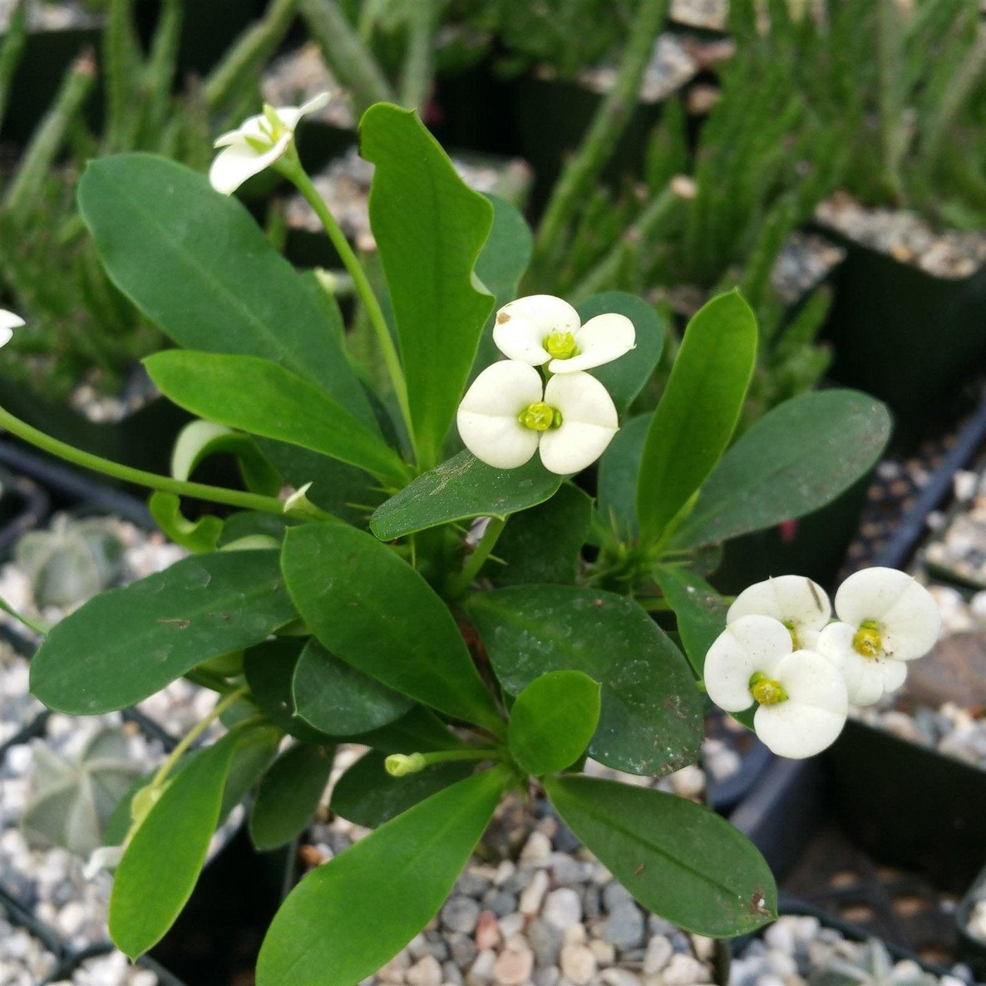 Corona De Cristo – Crown of Thorns Plant 'Euphorbia Milii'