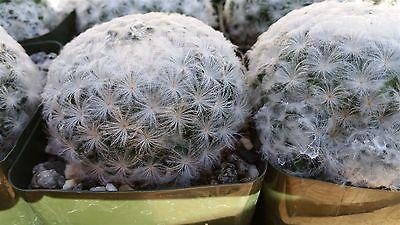 Feather Cactus ‘Mammillaria pulmosa’