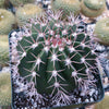 Melocactus violaceus no cephalium