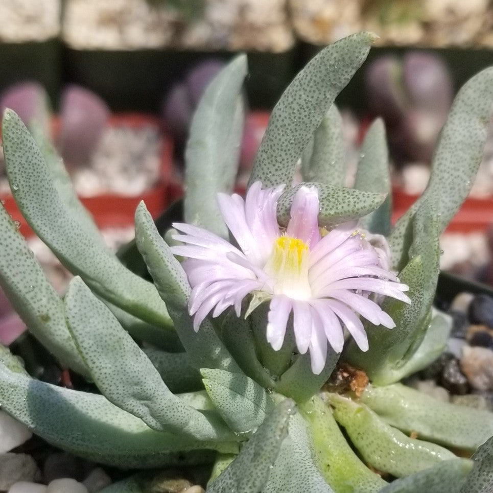 Ebracteola wilmaniae purple