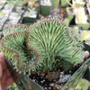 Euphorbia ammak crest