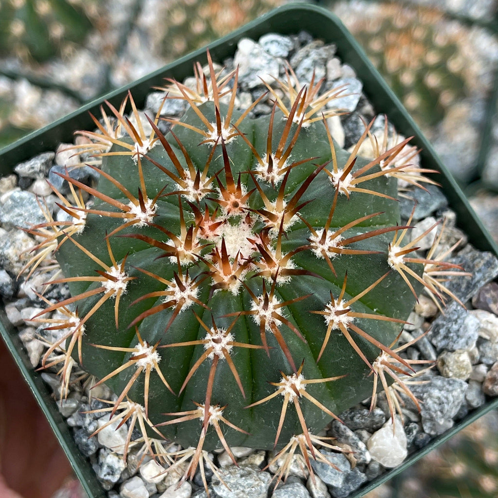 Melocactus conoideus